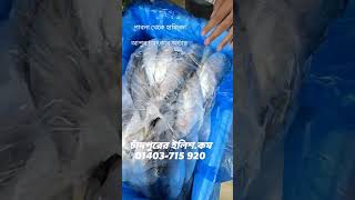পাবনা থেকে হাফিজা আপু স্বপরিবারে আজ নিচ্ছেন প্রায় ২০ কেজি ছোট রূপালী ইলিশ ❤️ধন্যবাদ