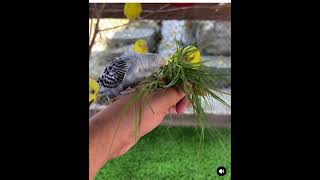 Periquito australiano comiendo en las manos