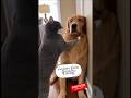 Evlo thimiru #cat #pets #dog #animalshorts #comdeymemes