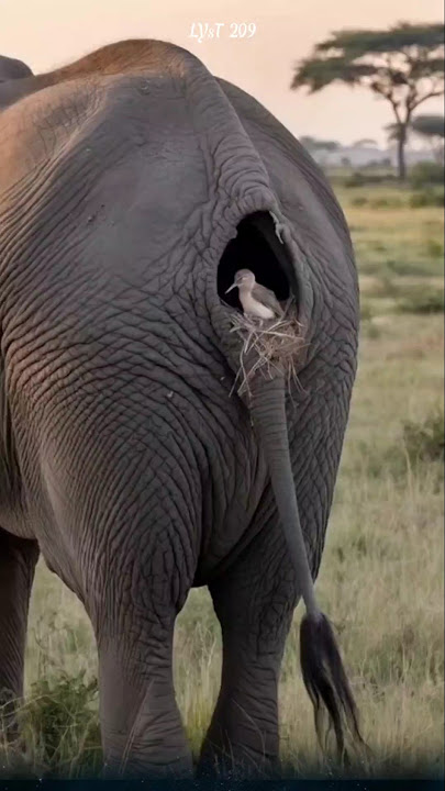 The bird's nest parasitizes on the elephant's body. #elephant #birds #animals