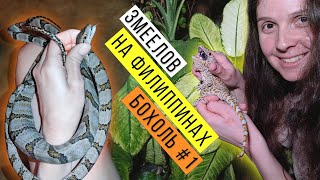 видео: Ловим ЗМЕЙ и ГЕККОНОВ на Филиппинах Часть 1 / Snake hunting on Philippines Part 1 / Змеелов - учёный картинка: Ловим ЗМЕЙ и ГЕККОНОВ на Филиппинах Часть 1 / Snake hunting on Philippines Part 1 / Змеелов - учёный