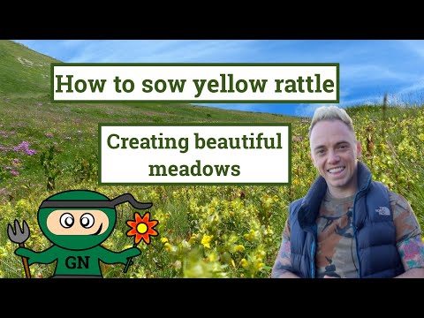Video: Kaip užsiauginti geltonųjų nakvišų augalus