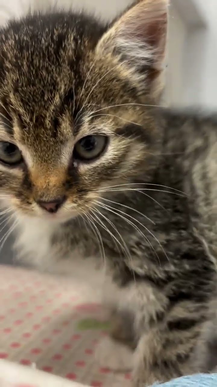 C magnifique vidéo chat nature