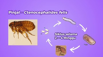 Mengenal ektoparasit yang menginfestasi kucing kesayangan