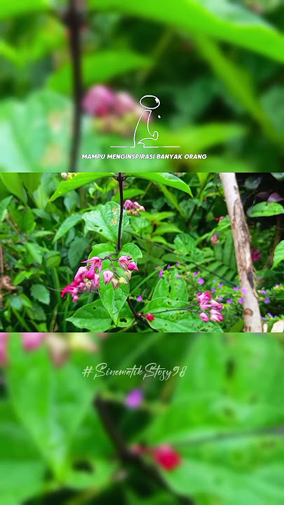 Cinematik alam keren #aesthetic #nature #cinematiksawah #shorts