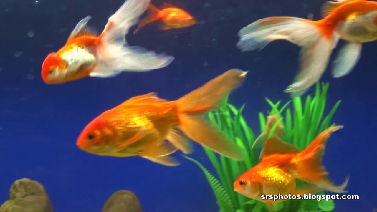 Government Aquarium (Bangalore Aquarium) Second Largest in India
