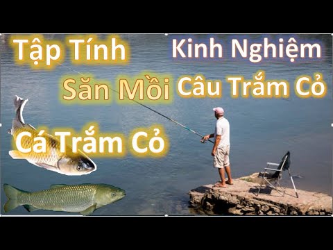 Video Tập Tính Cá Trắm Cỏ. Kinh Nghiệm Câu Cá Trắm Cỏ - youtube