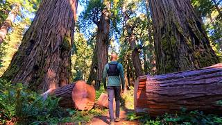 Hiking California's Redwood Backcountry Hike (Part 2) | Ridge Traverse & Descent via McArthur Creek