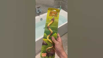 Thumbnail of THIS SNAKE GROWS 600% ITS SIZE 🤩 #Shorts