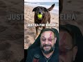 Muito estranho o caso do Cachorro Orelha, parece que tem caroço neste angu! kd os ongueiros?
