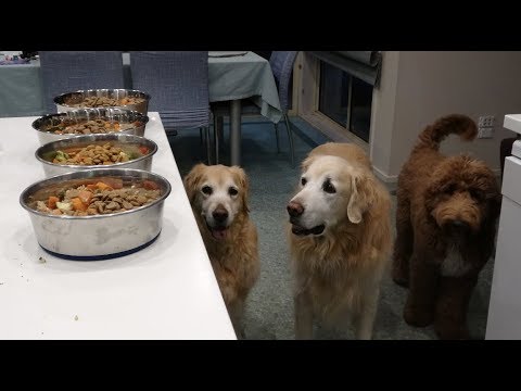 what-we-feed-our-(mostly)-vegan-dogs-/-homemade-vegan-dog-food