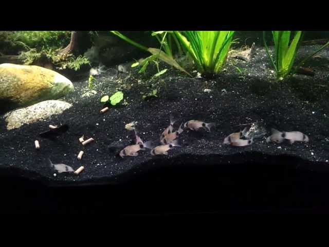 Watch New Group of Panda Corydoras Exploring the Tank on YouTube.