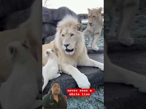 أجمل عائلة أسد أبيض تم تصويرها على الإطلاق