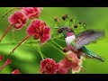 Las 38  Especies de colibrí mas bonitas del mundo