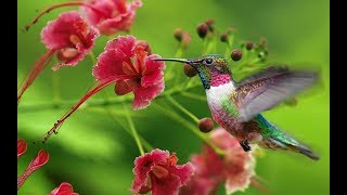 Las 38  Especies de colibrí mas bonitas del mundo