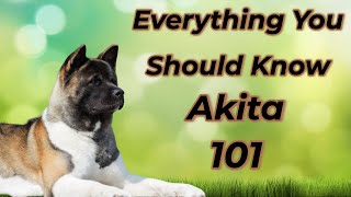 Akita 101: Is It Right For You?