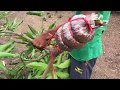 How to graft a mango tree by attaching many roots