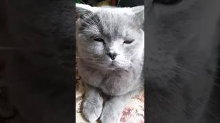 Absolutely Cat Whiskey Enjoy His Day Clips