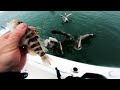 Pelican'ts! Pelican training LOL! #pelicans #fishing #moreheadcity