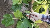 イチジクの剪定作業 Youtube イチジクの剪定作業 Youtube