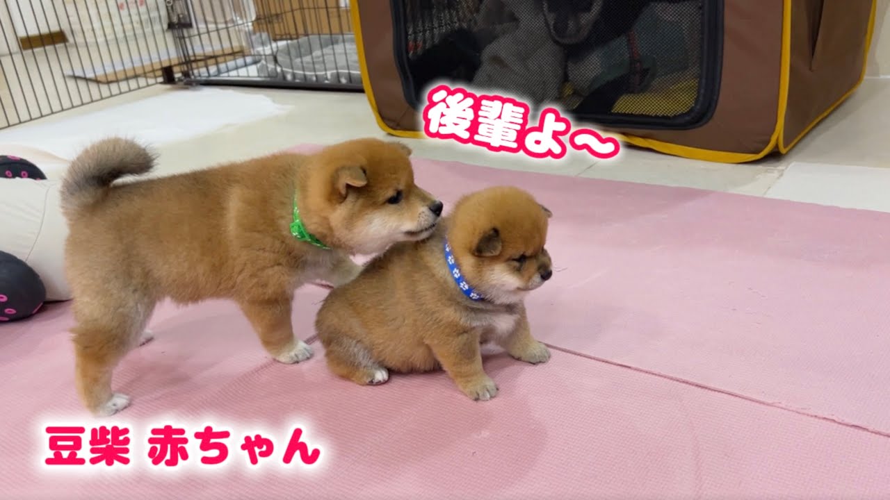 Первая встреча 26-дневного щенка и 44-дневного щенка