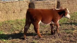 D623 Steer Lucky U Cattle