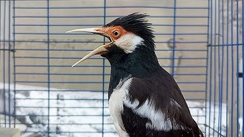 Pancingan Jalak Suren Gacor Mompa Full Variasi - Masteran Suara Burung Jalak Gacor Full Isian Mewah