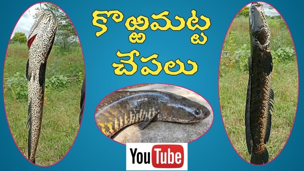 amazing Big snake head fish hunting l Big snake head fish catching l fish hunting video murral fish