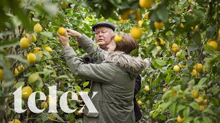 Ők a legnagyobb magyar citromtermelők: a lajosmizsei Szőrös házaspár