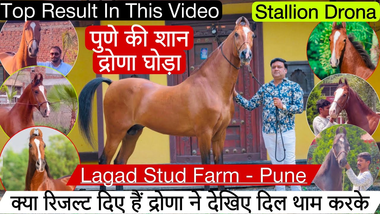 Stallion Drona के पहली बार टॉप रिजल्ट देखिए दिल थाम कर इस वीडियो मैं ! (9764013222)