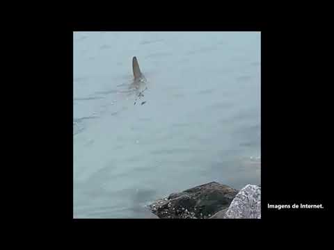 Tubarão-martelo aparece em Balneário Camboriú (SC)