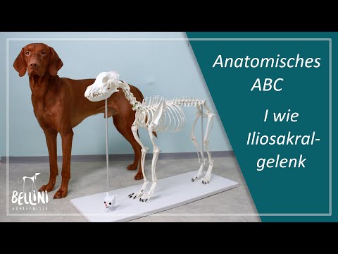 Video: Hundeanatomie, Modell & Definition - Körperkarten