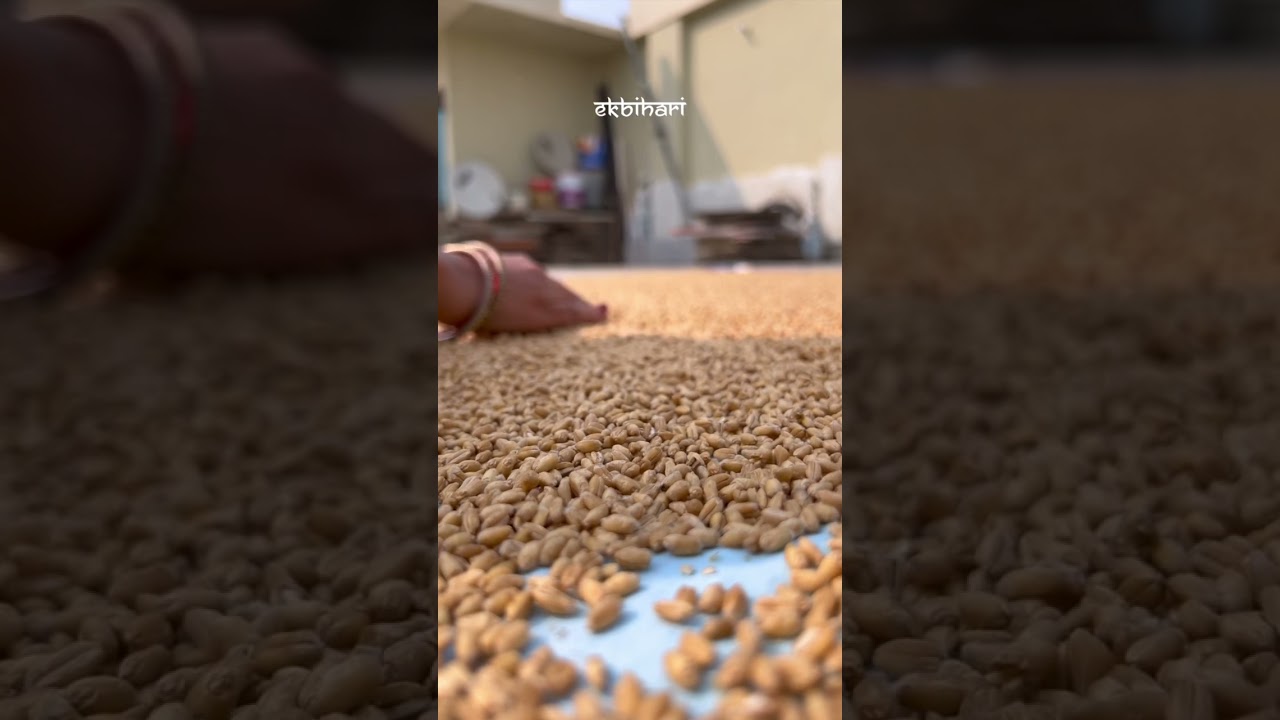 नहाय खाय ek bihari chhath video 