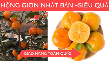 Cây HỒNG GIÒN Nhật Bản | Quả Giòn Thơm Không Hạt | Lh 0968750386.