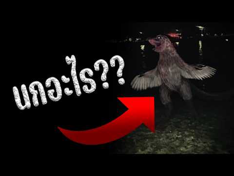 นกแปลก? ตอนที่ 1 (เรื่องหลอนบนทวิตเตอร์) Remastered