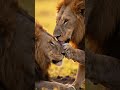 Quick Lion Facts