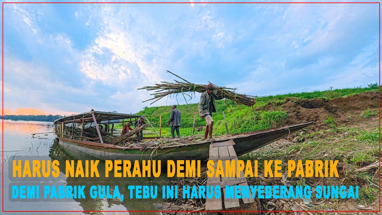 Harus Naik Perahu Demi Sampai ke Pabrik  Demi Pabrik Gula, Tebu Ini Harus Menyeberang Sungai