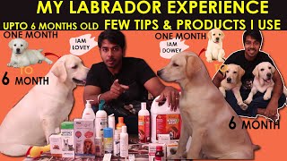 LABRADOR DOG 6 MONTH MY EXPERIENCE /LABRADOR FEW INFORMATION IN TAMIL/ LAB DOG TIPS IN TAMIL