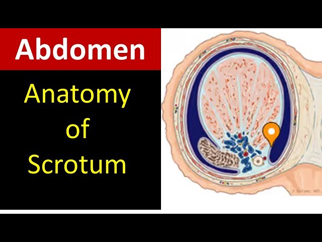 Testes Blood Supply Innervation And Lymphatics Kenhub Nerves, Blood