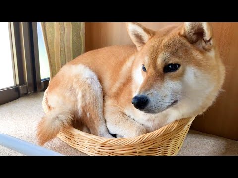 猫ちゃんベッドに入りたくなった柴犬♡