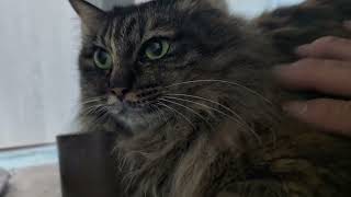 レオちゃん エルサちゃん モカちゃん ハッチ レオ君チャンネル移動します