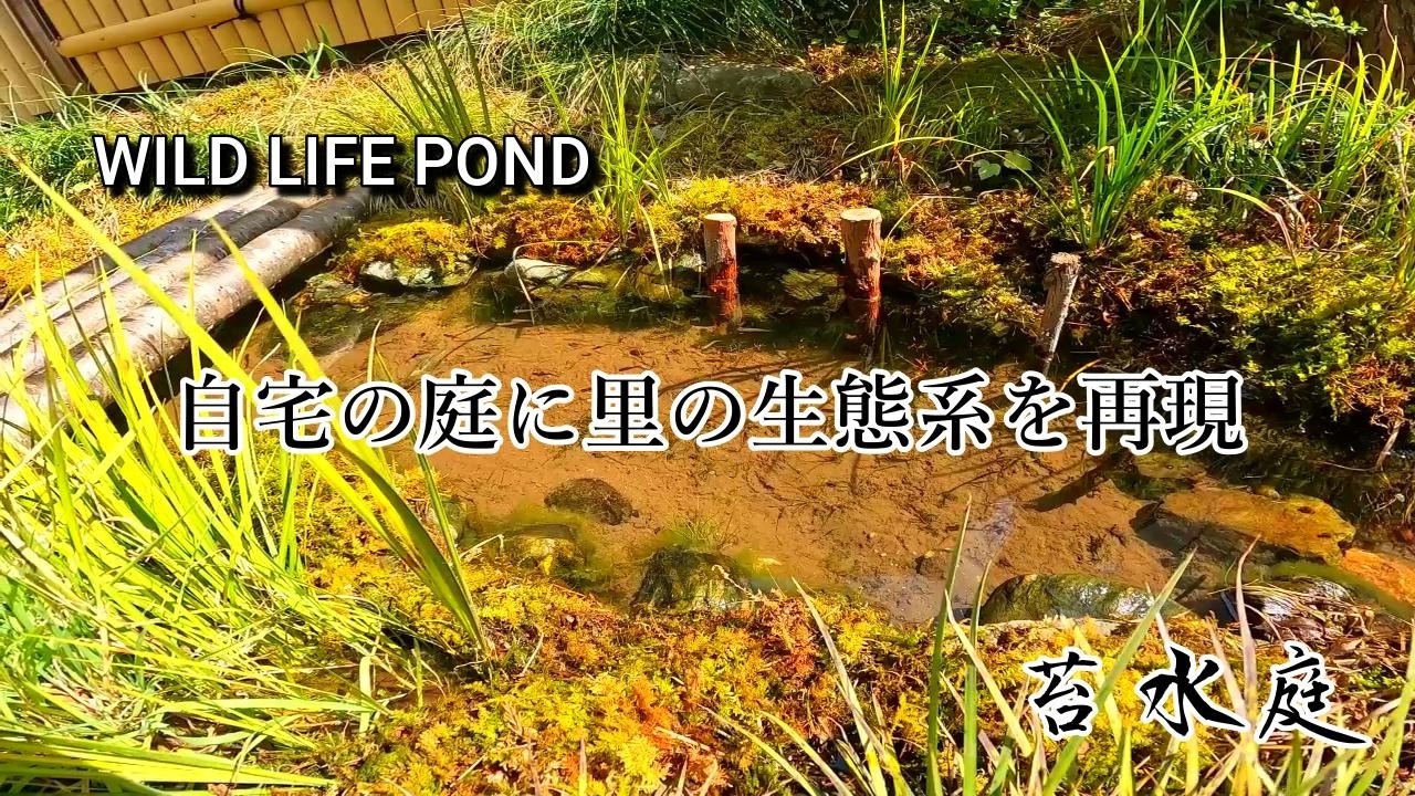 希少生物も繁栄する里山ビオトープの生態系’26春