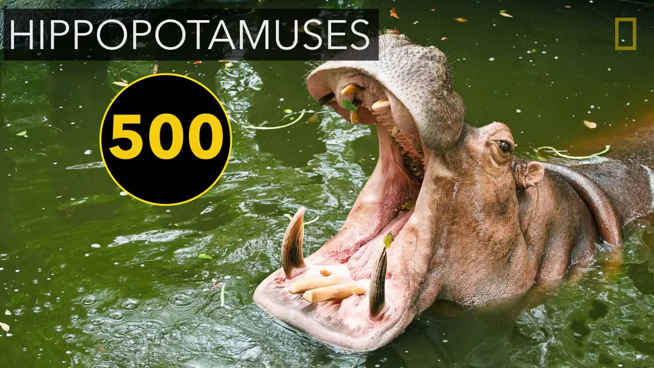 The World's Deadliest Animals - YouTube