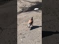 Where are you going in such a hurry?#pugeon #birds