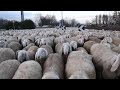 Transumanza del gregge, 1300 pecore a Vigevano