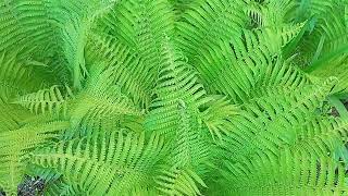 Ferns #nature  #ferns #ancientplant by Fantastic variety of nature 40 views 13 days ago 1 minute, 9 seconds