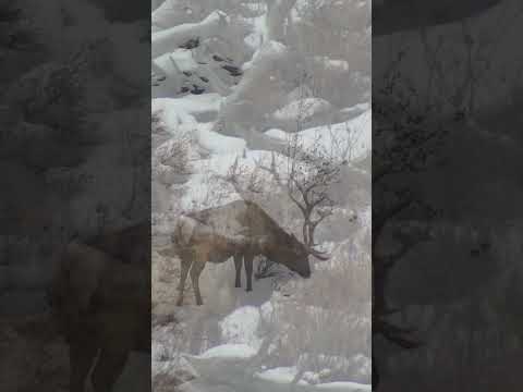 Three Massive Bull Elk in Yellowstone National Park Winter 2022