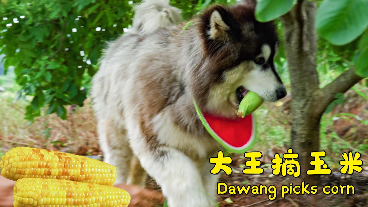 Dawang picks corn | 大王摘玉米【阿盆姐家的大王】
