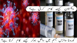 What Happened If You Caught The Corona Virus Or Pneumonia | How does the vaccine work ? |Urdu/Hindi|