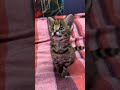 F1 Savannah Kittens